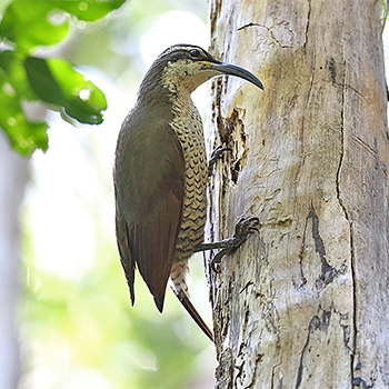 Paradise Riflebird