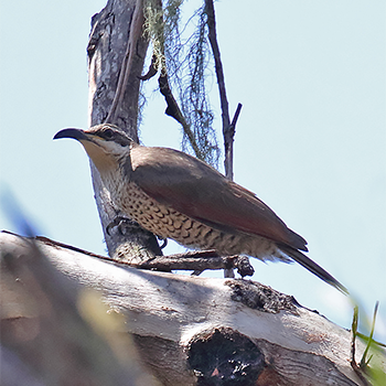Paradise Riflebird