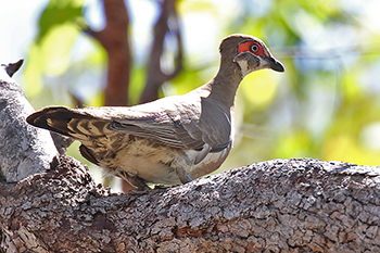 Partridge Pigeon