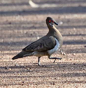Partridge Pigeon