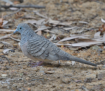 Peaceful Dove