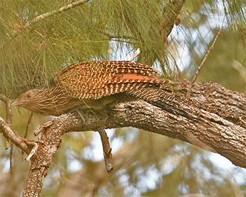 Pheasant Coucal