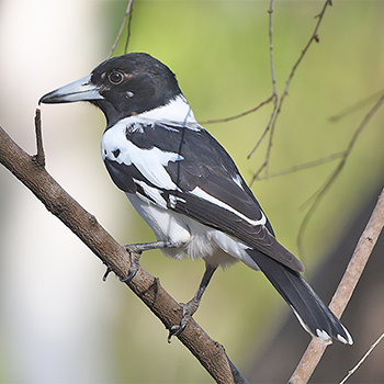 Pied Butcherbird
