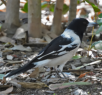 Pied Butcherbird