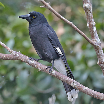 Pied Currawong