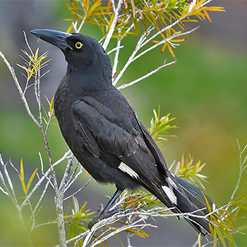 Pied Currawong