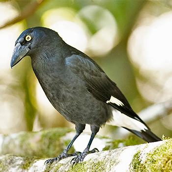 Pied Currawong