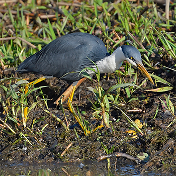 Pied Heron