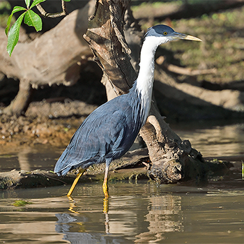 Pied Heron