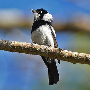 Pied Monarch