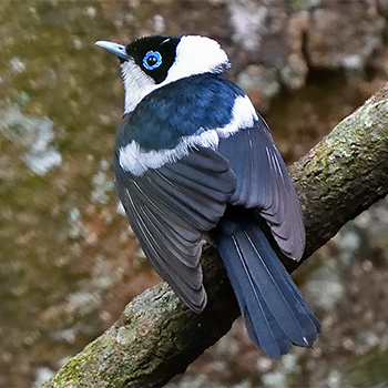 Pied Monarch