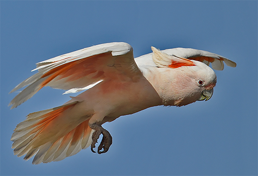 Pink (Major Mitchell's) Cockatoo