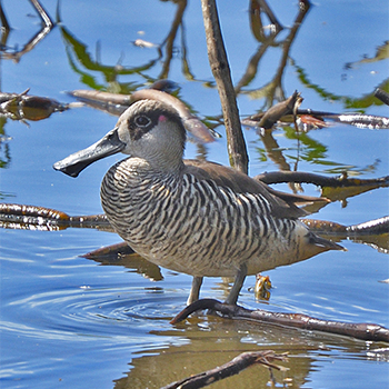 Pink-eared Duck
