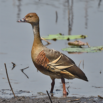 Plumed Whistling-duck