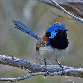 Purple-backed Fairywren