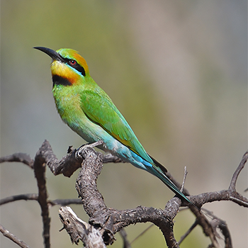 Rainbow Bee-eater