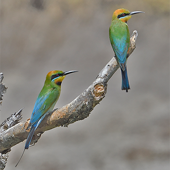Rainbow Bee-eaters