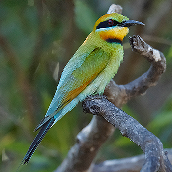 Rainbow Bee-eater