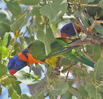 Rainbow Lorikeet