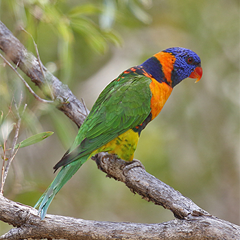 Rainbow Lorikeet