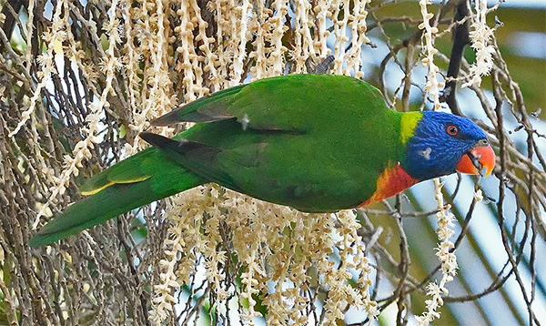 Rainbow Lorikeet