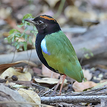 Rainbow Pitta