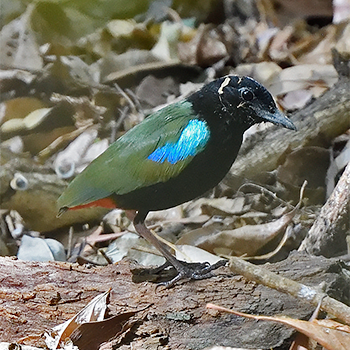 Rainbow Pitta