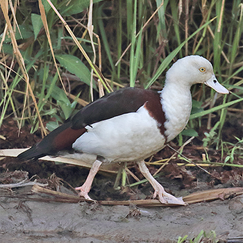 Rajah Shelduck