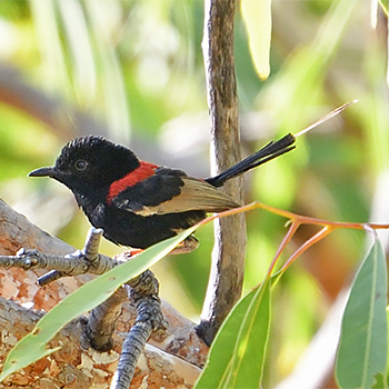 Red-backed Fairywren