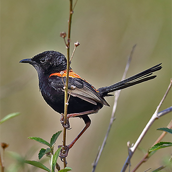 Red-backed Fairywren
