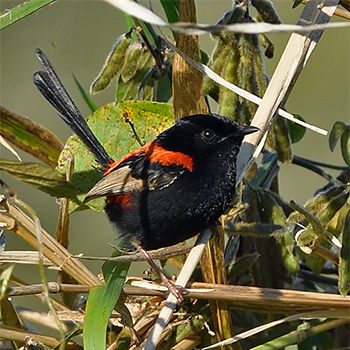 Red-backed Fairywren