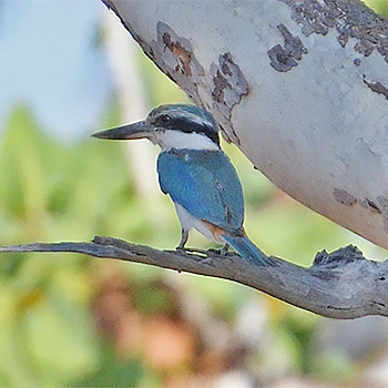 Red-backed Kingfisher