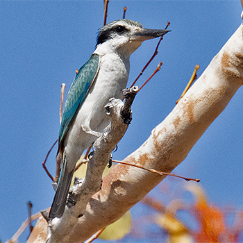 Red-backed Kingfisher
