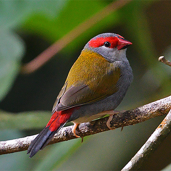 Red-browed Firetail