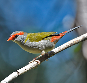 Red-browed Firetail