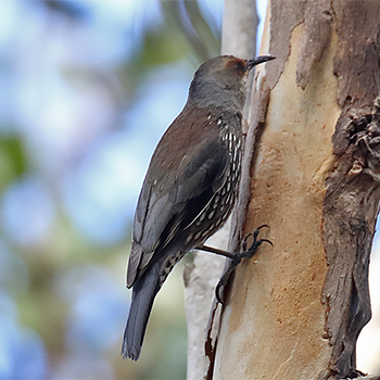 Red-browed Treecreeper