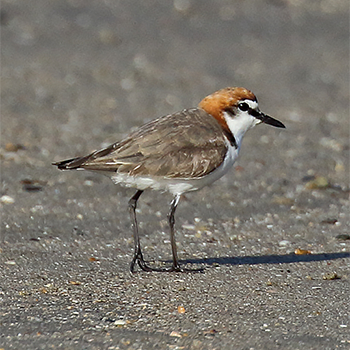 Red-capped Plover