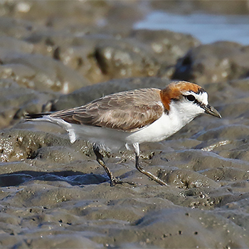 Red-capped Plover