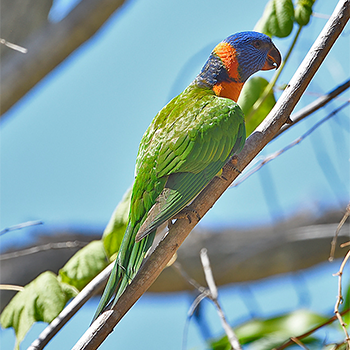 Red-collared Lorikeet