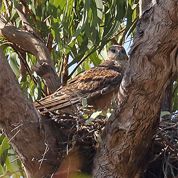Red Goshawk