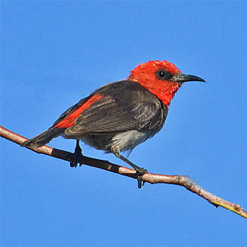 Red-headed Myzomela