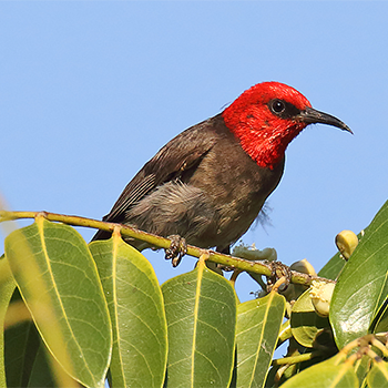 Red-headed Myzomela