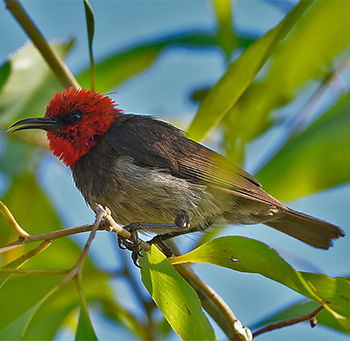 Red-headed Myzomela