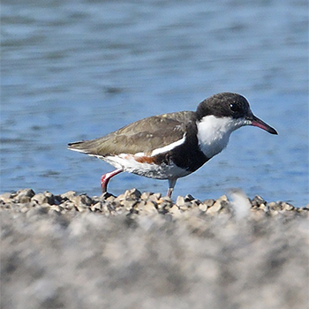 Red-kneed Dotterel