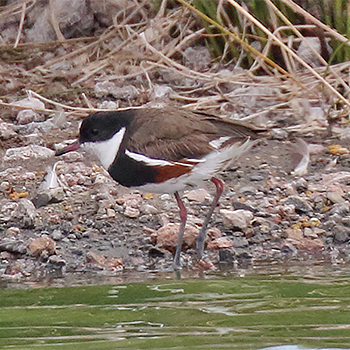 Red-kneed Dotterel