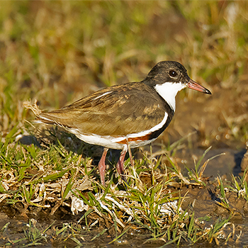 Red-kneed Dotterel