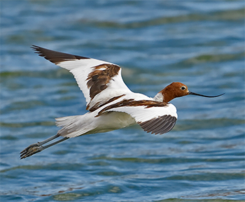 Red-necked Avocet