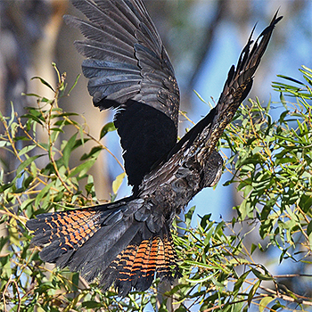 Red-tailed Black-cockatoo