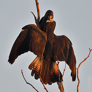Red-tailed Black-cockatoo