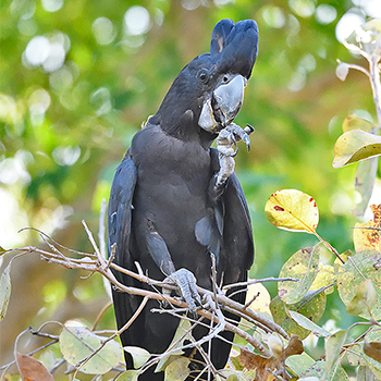 Red-tailed Black Cockatoo